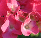 pink as pink can --- Blumen-Meer in bayerischen Gärten